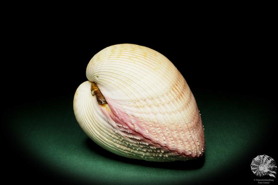 Maoricardium pseudolima (16232) a shell from East Africa | Conchylia | Shells & Brachiopods