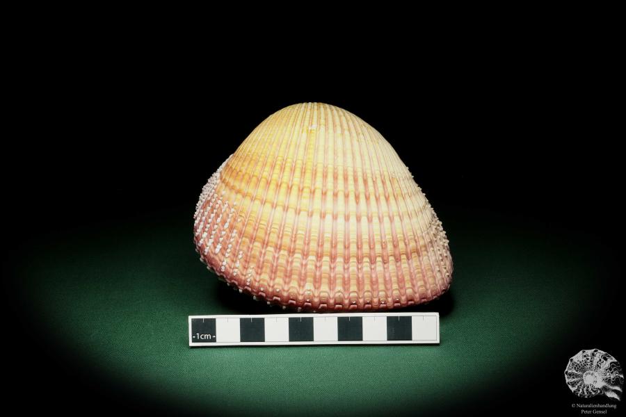 Maoricardium pseudolima (16232) a shell from East Africa | Conchylia | Shells & Brachiopods