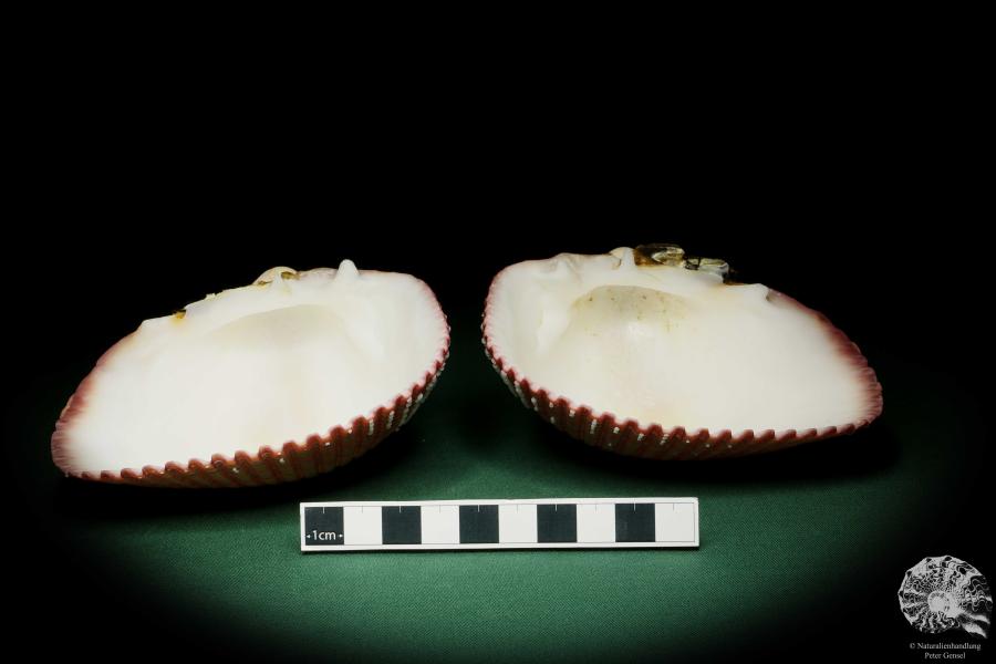 Maoricardium pseudolima (16232) a shell from East Africa | Conchylia | Shells & Brachiopods