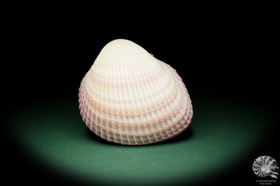 Maoricardium pseudolima (16233) a shell from East Africa | Conchylia | Shells & Brachiopods