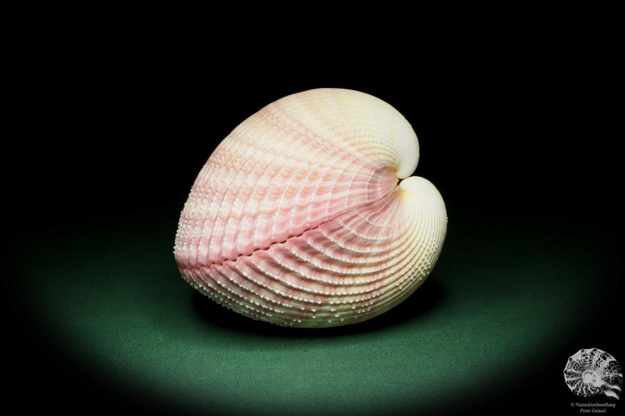 Maoricardium pseudolima (16233) a shell from East Africa | Conchylia | Shells & Brachiopods