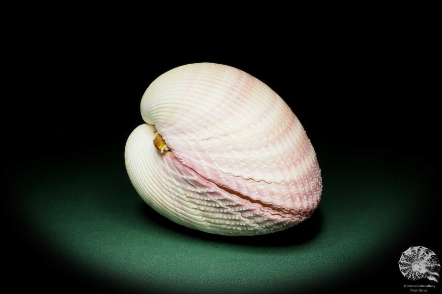 Maoricardium pseudolima (16233) a shell from East Africa | Conchylia | Shells & Brachiopods