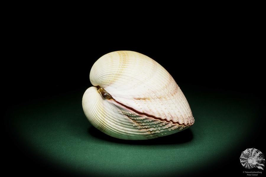 Maoricardium pseudolima (16235) a shell from East Africa | Conchylia | Shells & Brachiopods