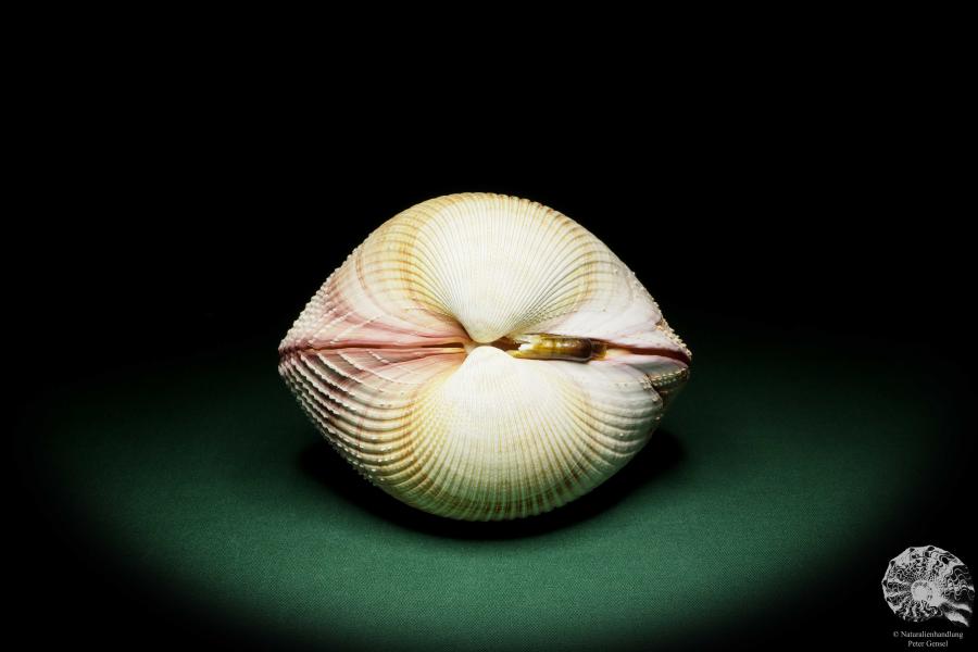 Maoricardium pseudolima (16235) a shell from East Africa | Conchylia | Shells & Brachiopods