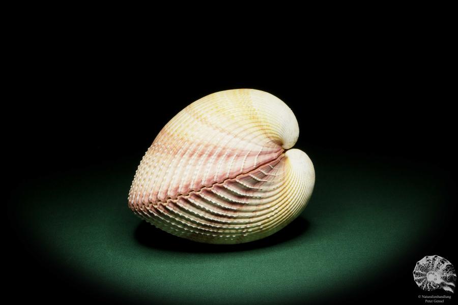 Maoricardium pseudolima (16235) a shell from East Africa | Conchylia | Shells & Brachiopods