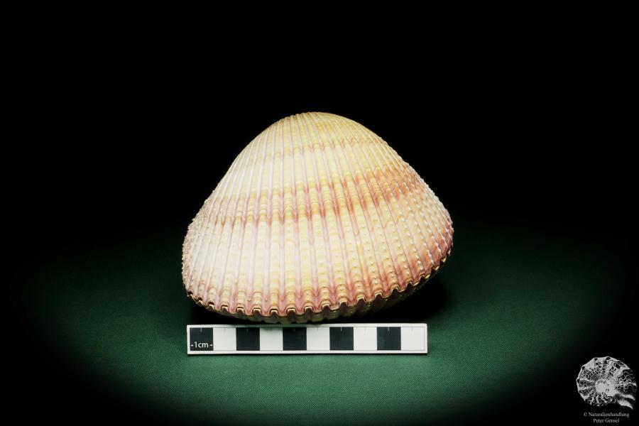 Maoricardium pseudolima (16235) a shell from East Africa | Conchylia | Shells & Brachiopods