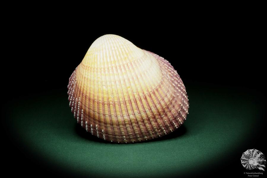 Maoricardium pseudolima (16239) a shell from East Africa | Conchylia | Shells & Brachiopods