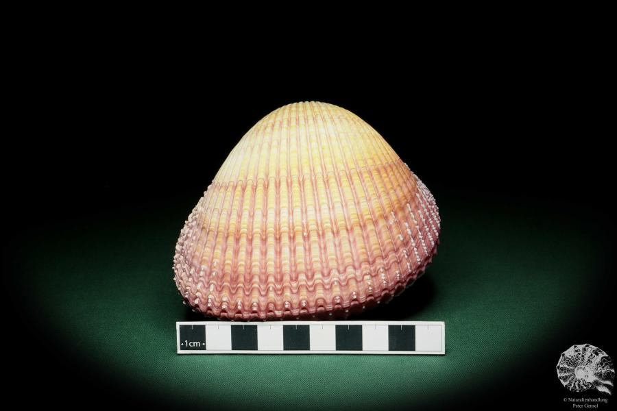 Maoricardium pseudolima (16239) a shell from East Africa | Conchylia | Shells & Brachiopods