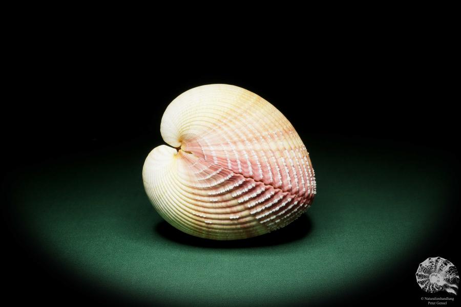 Maoricardium pseudolima (16243) a shell from East Africa | Conchylia | Shells & Brachiopods