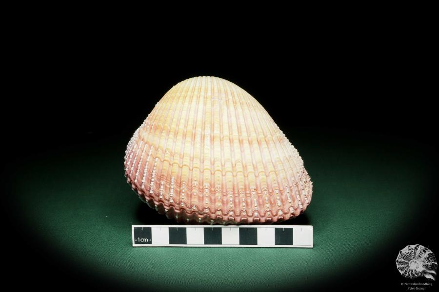 Maoricardium pseudolima (16243) a shell from East Africa | Conchylia | Shells & Brachiopods