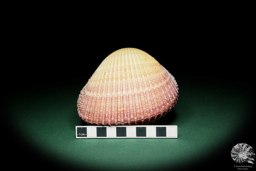 Maoricardium pseudolima (16244) a shell from East Africa | Conchylia | Shells & Brachiopods