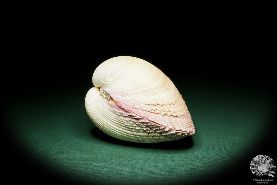 Maoricardium pseudolima (16245) a shell from East Africa | Conchylia | Shells & Brachiopods