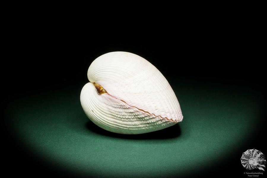 Maoricardium pseudolima (16249) a shell from East Africa | Conchylia | Shells & Brachiopods