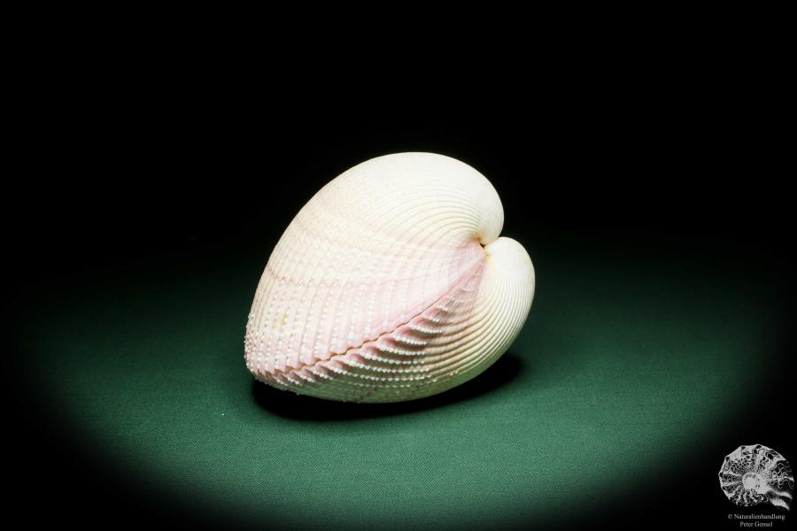 Maoricardium pseudolima (16249) a shell from East Africa | Conchylia | Shells & Brachiopods