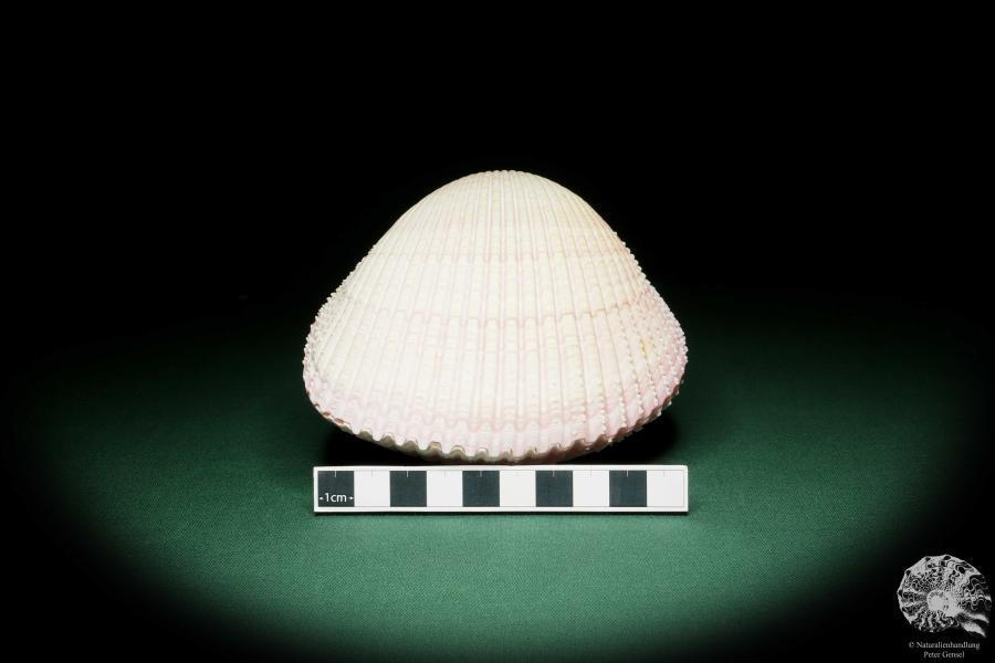 Maoricardium pseudolima (16249) a shell from East Africa | Conchylia | Shells & Brachiopods