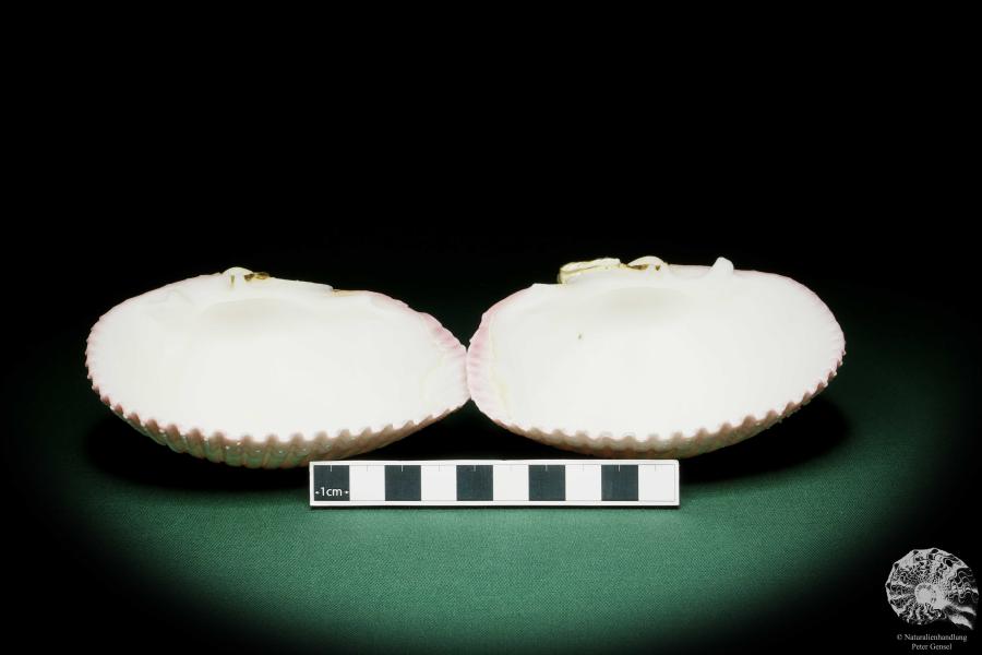 Maoricardium pseudolima (16249) a shell from East Africa | Conchylia | Shells & Brachiopods