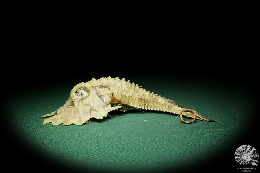 Gargariscus prionocephalus (16264) a fishe from Vietnam | Taxidermy | Fishes