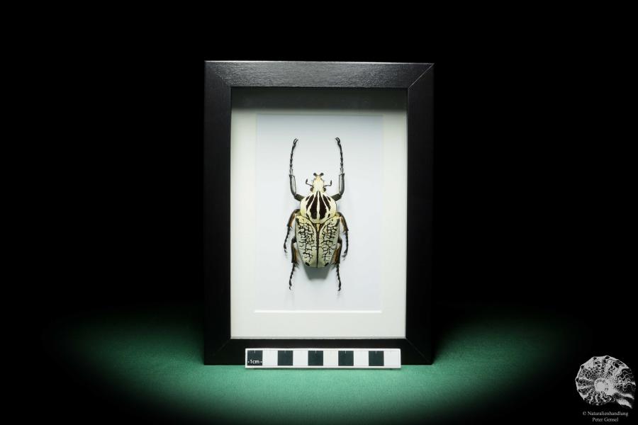 Goliathus orientalis (16416) a beetle from Africa | Taxidermy | Beetles