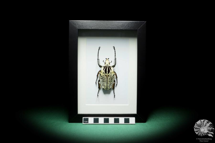Goliathus orientalis a beetle