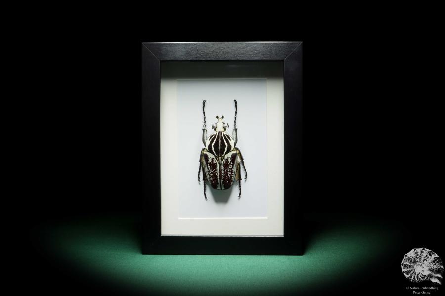 Goliathus goliatus var. conspersus (16421) a beetle from Africa | Taxidermy | Beetles