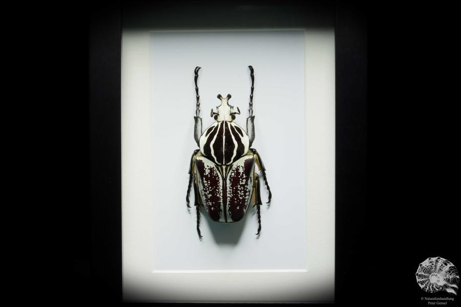 Goliathus goliatus var. conspersus (16421) a beetle from Africa | Taxidermy | Beetles