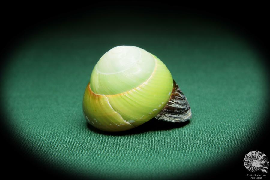 Asperitas bimaensis cochlostyloides (16516) eine Schnecke aus Indonesien | Conchylien | Schnecken