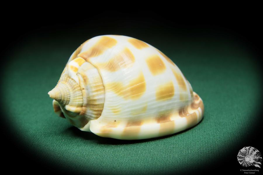 Phalium areola (16552) a snail from Indo-Pacific | Conchylia | Snails