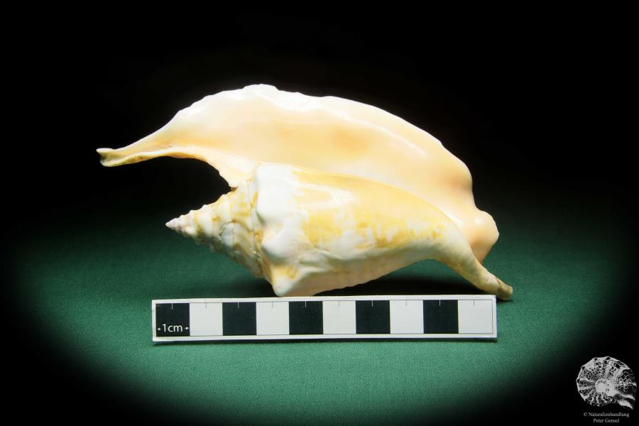 Aliger gallus (16567) a snail from Brazil | Conchylia | Snails