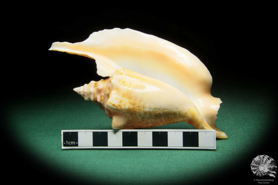 Aliger gallus (16571) a snail from Brazil | Conchylia | Snails