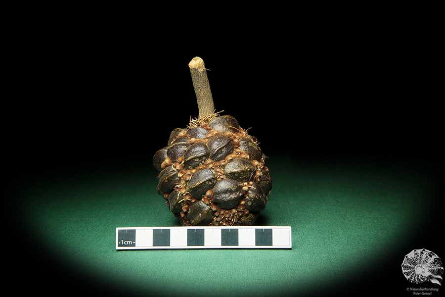 Banksia sphaerocarpa (16652) a dried fruit from Australia | Dried fruit