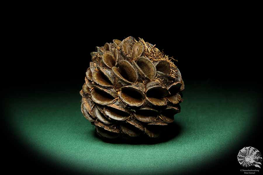 Banksia sphaerocarpa (16658) a dried fruit from Australia | Dried fruit