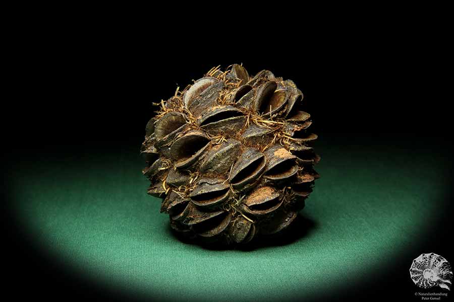 Banksia sphaerocarpa (16658) a dried fruit from Australia | Dried fruit