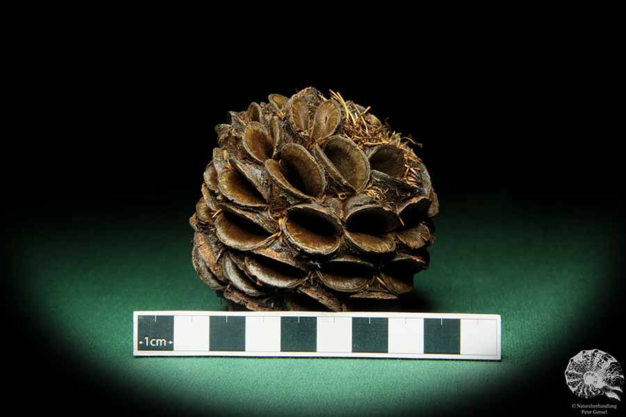 Banksia sphaerocarpa (16658) eine Trockenfrucht aus Australien | Trockenfrüchte