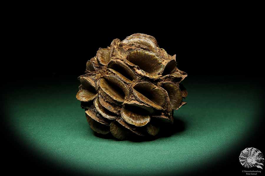 Banksia sphaerocarpa (16662) a dried fruit from Australia | Dried fruit