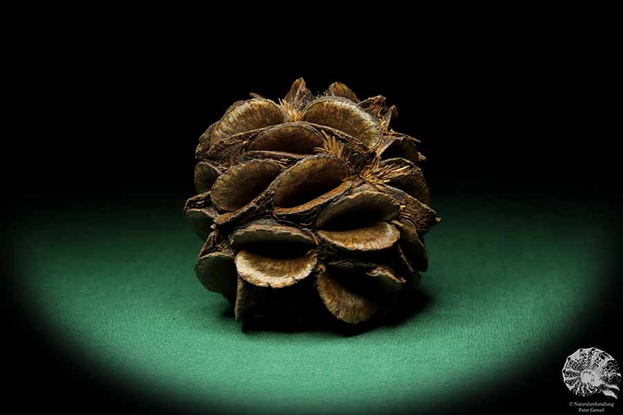 Banksia sphaerocarpa (16662) a dried fruit from Australia | Dried fruit