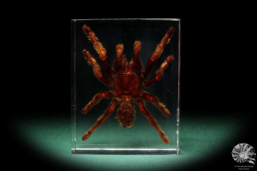 Theraphosidae ssp. (16808) a taxidermy in acrylic from Southeast Asia | Taxidermy | Taxidermy in Acrylic