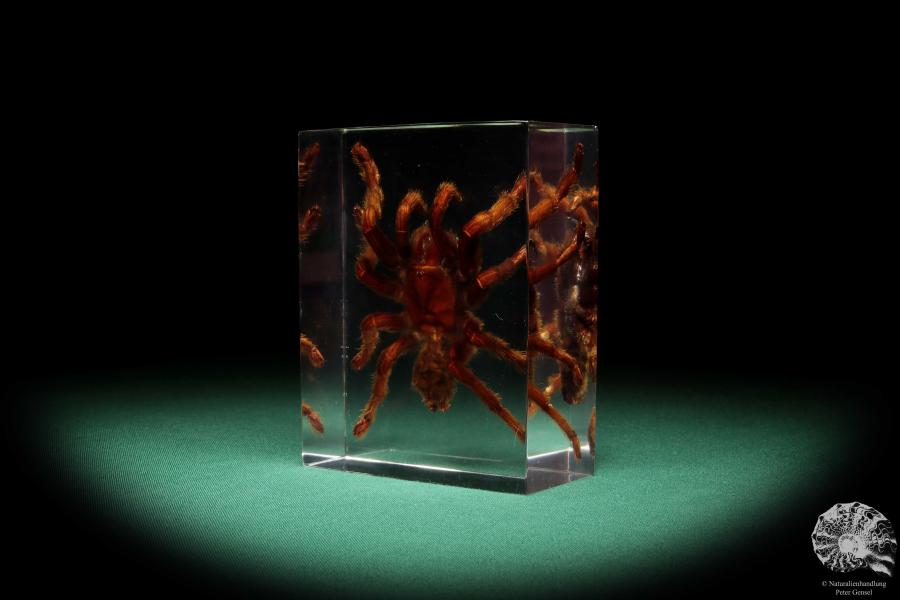 Theraphosidae ssp. (16808) a taxidermy in acrylic from Southeast Asia | Taxidermy | Taxidermy in Acrylic