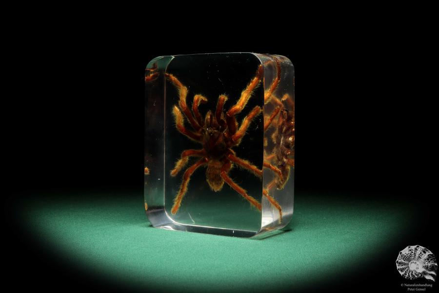 Theraphosidae ssp. (16811) a taxidermy in acrylic from Southeast Asia | Taxidermy | Taxidermy in Acrylic