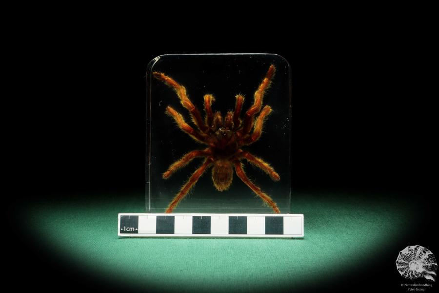 Theraphosidae ssp. (16811) a taxidermy in acrylic from Southeast Asia | Taxidermy | Taxidermy in Acrylic