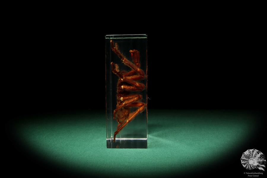 Theraphosidae ssp. (16815) a taxidermy in acrylic from Southeast Asia | Taxidermy | Taxidermy in Acrylic