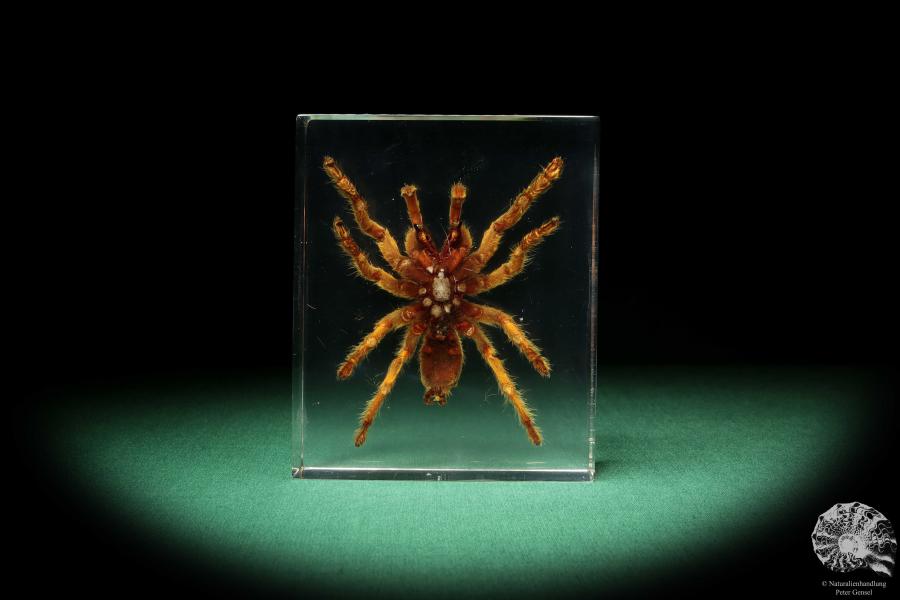 Theraphosidae ssp. (16819) a taxidermy in acrylic from Southeast Asia | Taxidermy | Taxidermy in Acrylic