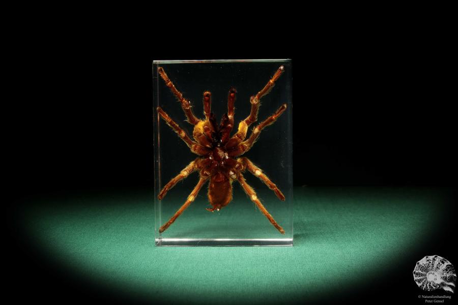 Theraphosidae ssp. (16820) a taxidermy in acrylic from Southeast Asia | Taxidermy | Taxidermy in Acrylic