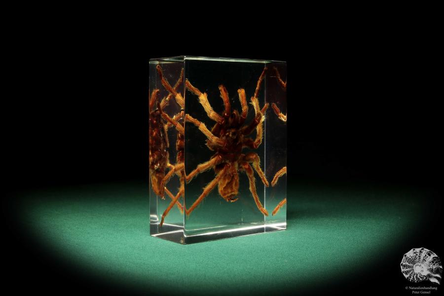 Theraphosidae ssp. (16820) a taxidermy in acrylic from Southeast Asia | Taxidermy | Taxidermy in Acrylic