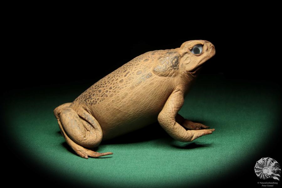 Rhinella marina (16974) ein Reptil aus Australien | Präparate | Reptilien & Amphibien