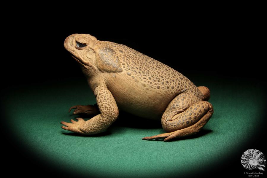 Rhinella marina (16980) ein Reptil aus Australien | Präparate | Reptilien & Amphibien