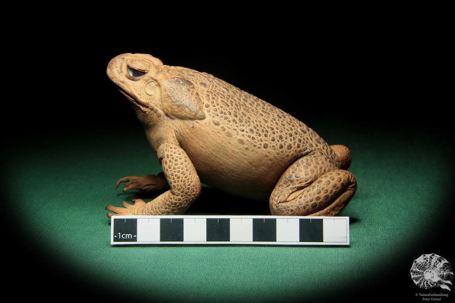 Rhinella marina (16980) ein Reptil aus Australien | Präparate | Reptilien & Amphibien