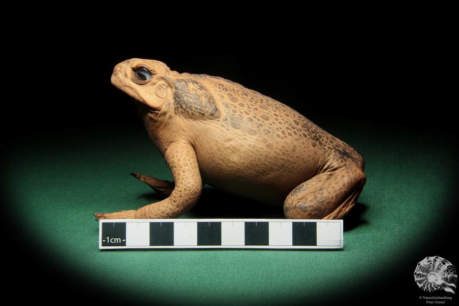 Rhinella marina (16983) ein Reptil aus Australien | Präparate | Reptilien & Amphibien