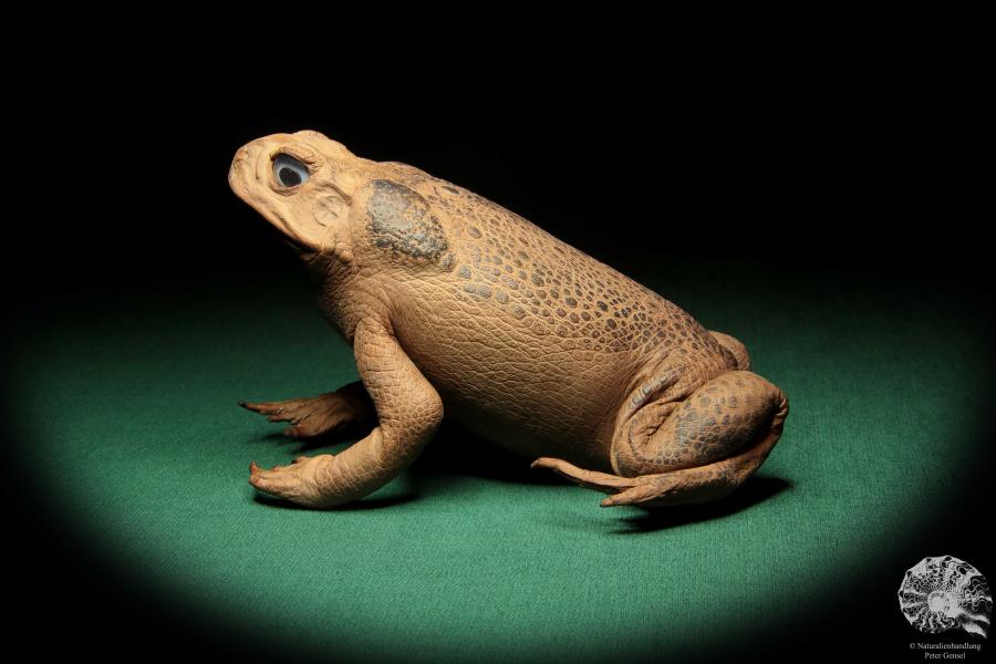 Rhinella marina (16984) ein Reptil aus Australien | Präparate | Reptilien & Amphibien