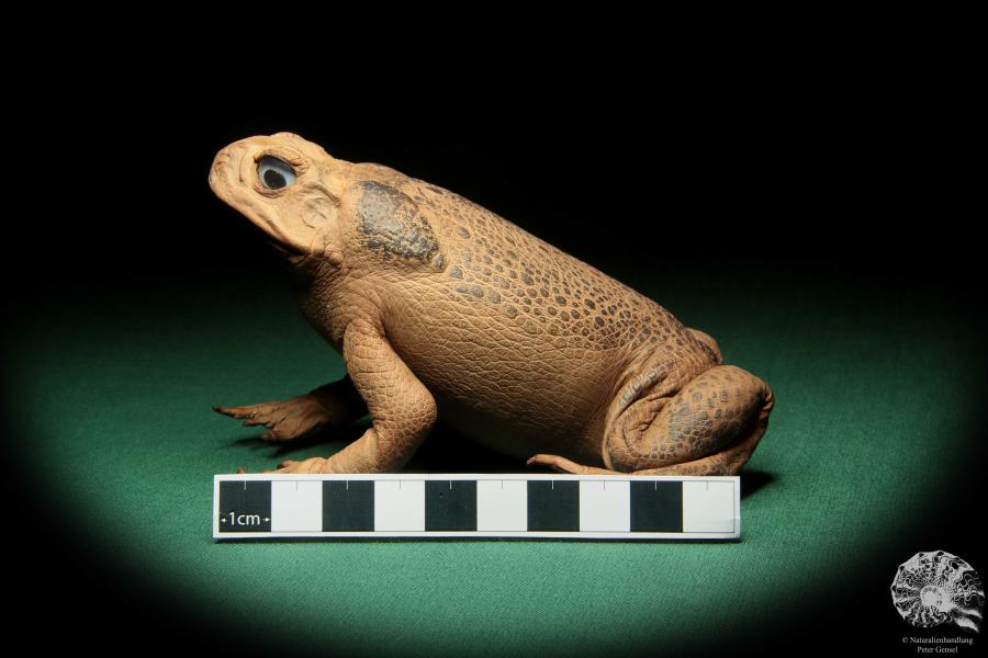 Rhinella marina (16984) ein Reptil aus Australien | Präparate | Reptilien & Amphibien