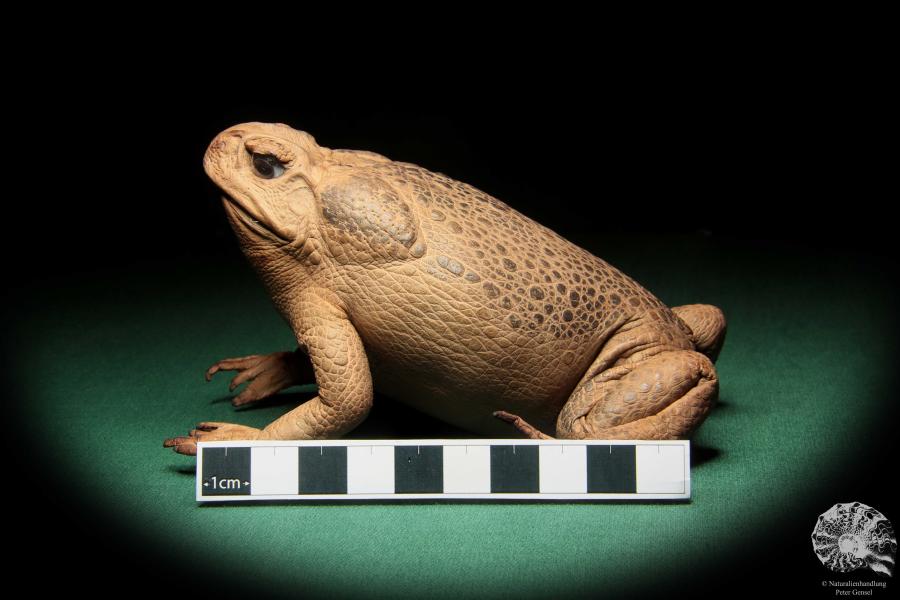 Rhinella marina (16995) ein Reptil aus Australien | Präparate | Reptilien & Amphibien